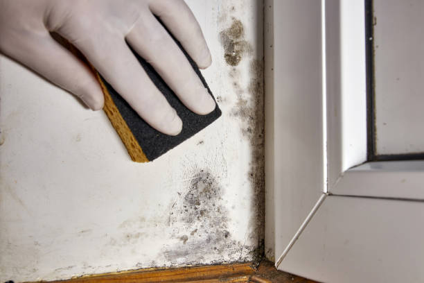 Best Indoor Air Quality Assessment  in Tellico Plains, TN